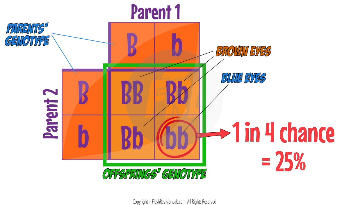 Punnett Square Probabilty